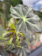 A Begonia Heraclefolia Draco plant in front of Urban Tropicana’s Plant Shop in Chiswick London
