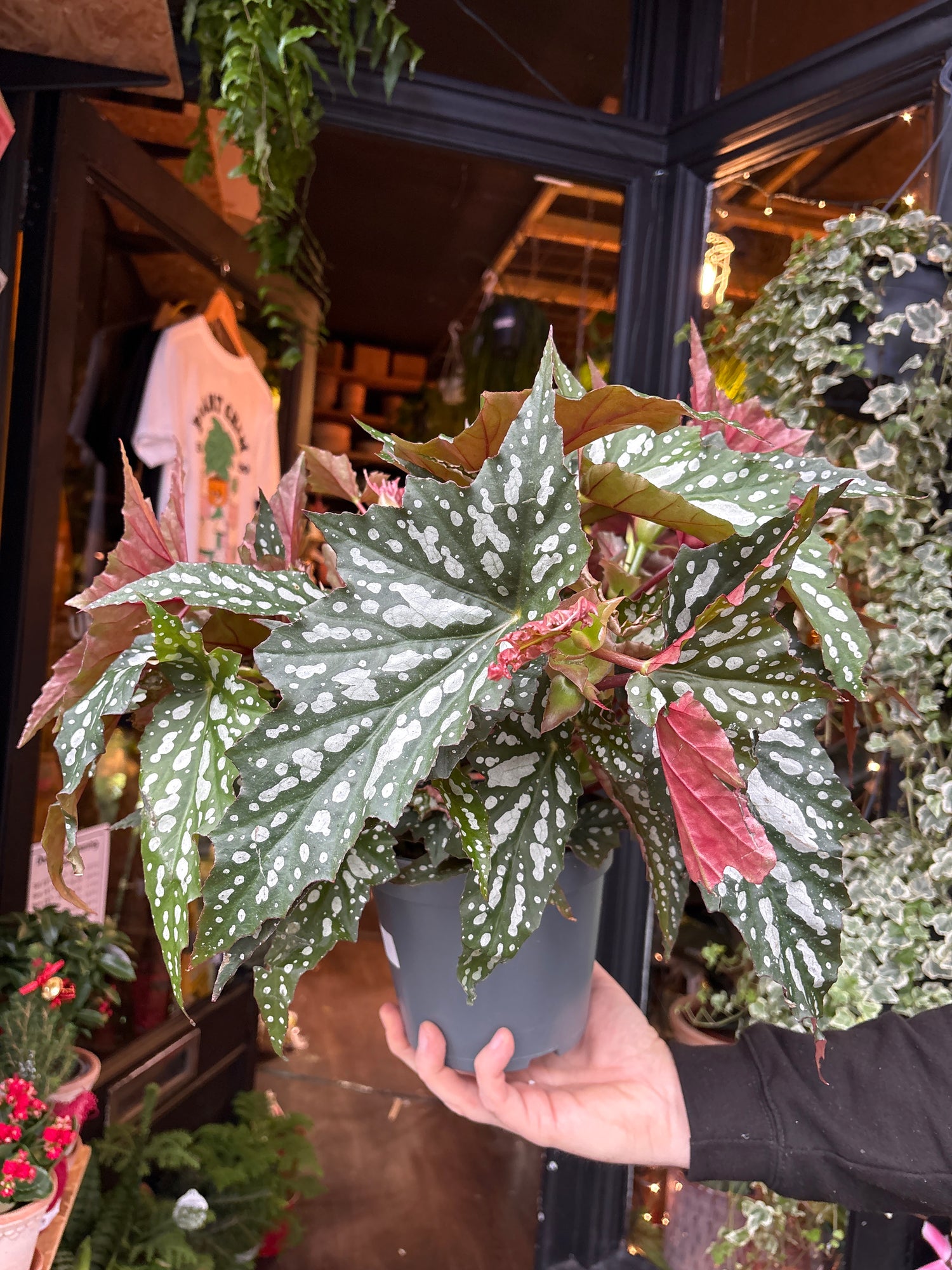 An Begonia Maculata in front of Urban Tropicana’s Plant Shop in Chiswick London