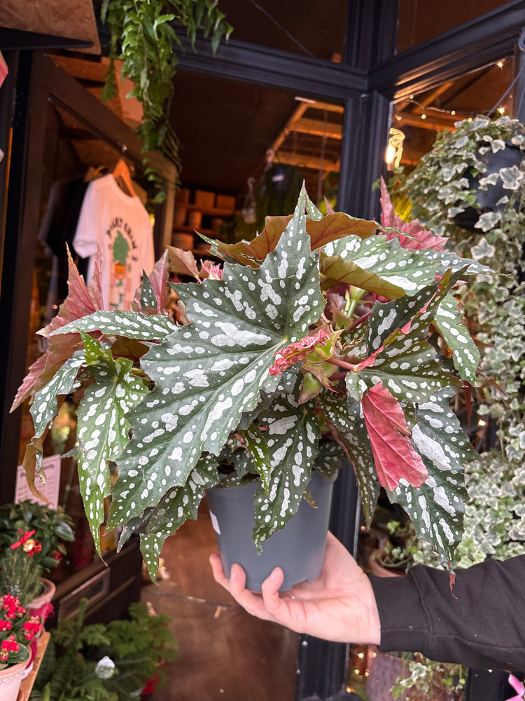 An Begonia Maculata in front of Urban Tropicana’s Plant Shop in Chiswick London