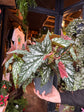 An Begonia Maculata in front of Urban Tropicana’s Plant Shop in Chiswick London