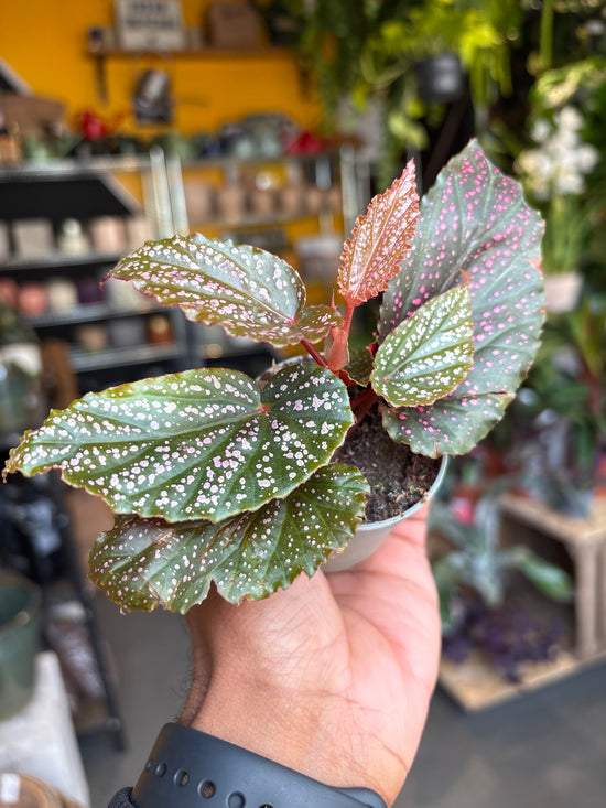 A Begonia Maculata Pink Spot plant in front of Urban Tropicana’s Plant Shop in Chiswick London