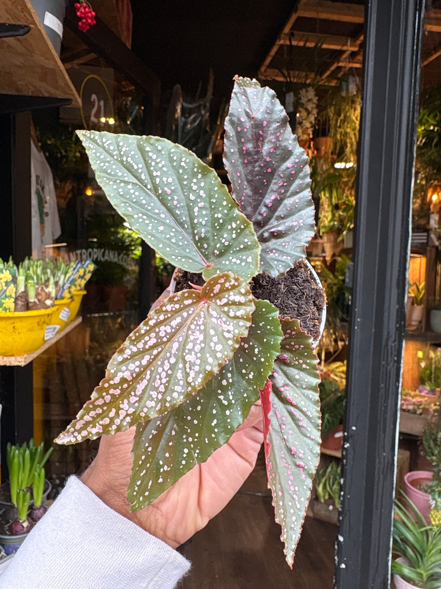 A Begonia Maculata Pink Spot plant in front of Urban Tropicana’s Plant Shop in Chiswick London