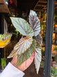 A Begonia Maculata Pink Spot plant in front of Urban Tropicana’s Plant Shop in Chiswick London