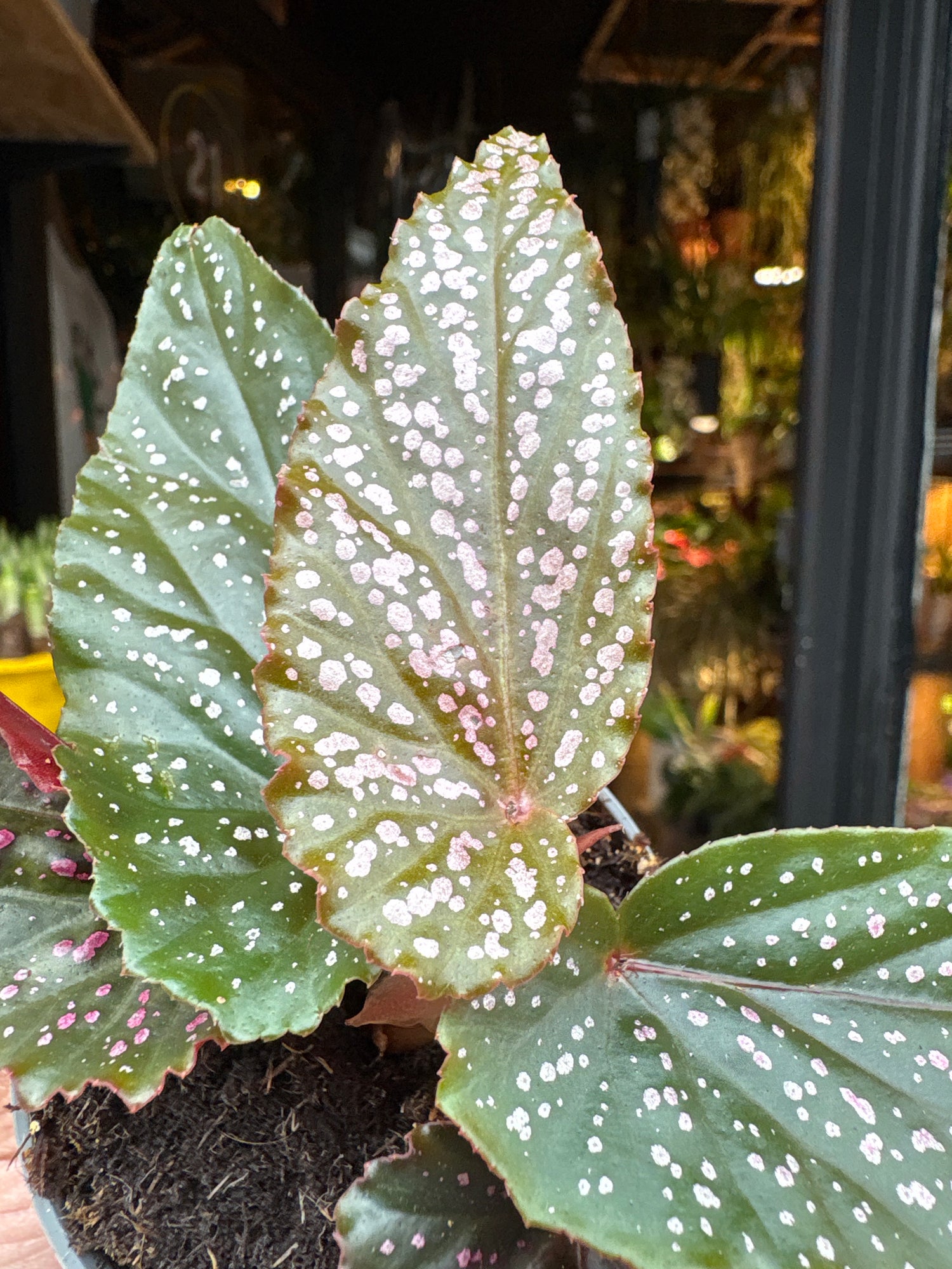 A Begonia Maculata Pink Spot plant in front of Urban Tropicana’s Plant Shop in Chiswick London