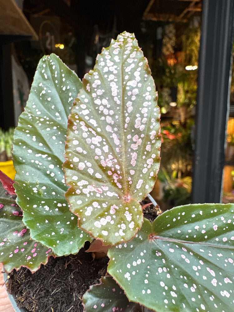 A Begonia Maculata Pink Spot plant in front of Urban Tropicana’s Plant Shop in Chiswick London