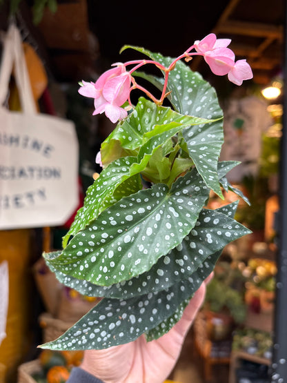 Begonia Maculata Silverspot in 6cm pot outside Urban Tropicana plant shop in Chiswick, London