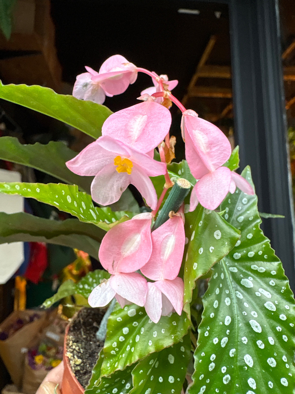 Begonia Maculata Silverspot in 6cm pot outside Urban Tropicana plant shop in Chiswick, London