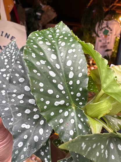 Begonia Maculata Silverspot in 6cm pot outside Urban Tropicana plant shop in Chiswick, London