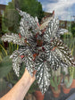 A Begonia Maculata ‘Spotlight Dark’ plant in front of Urban Tropicana’s Plant Shop in Chiswick London
