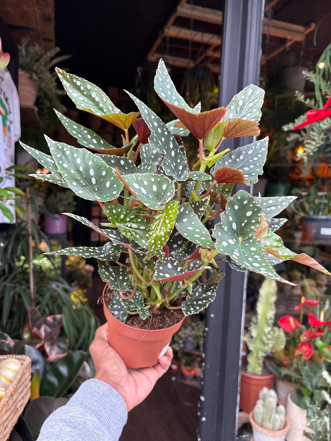 A Begonia Maculata Spotlight Green plant in front of Urban Tropicana’s Plant Shop in Chiswick London