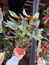A Begonia Maculata Spotlight Green plant in front of Urban Tropicana’s Plant Shop in Chiswick London