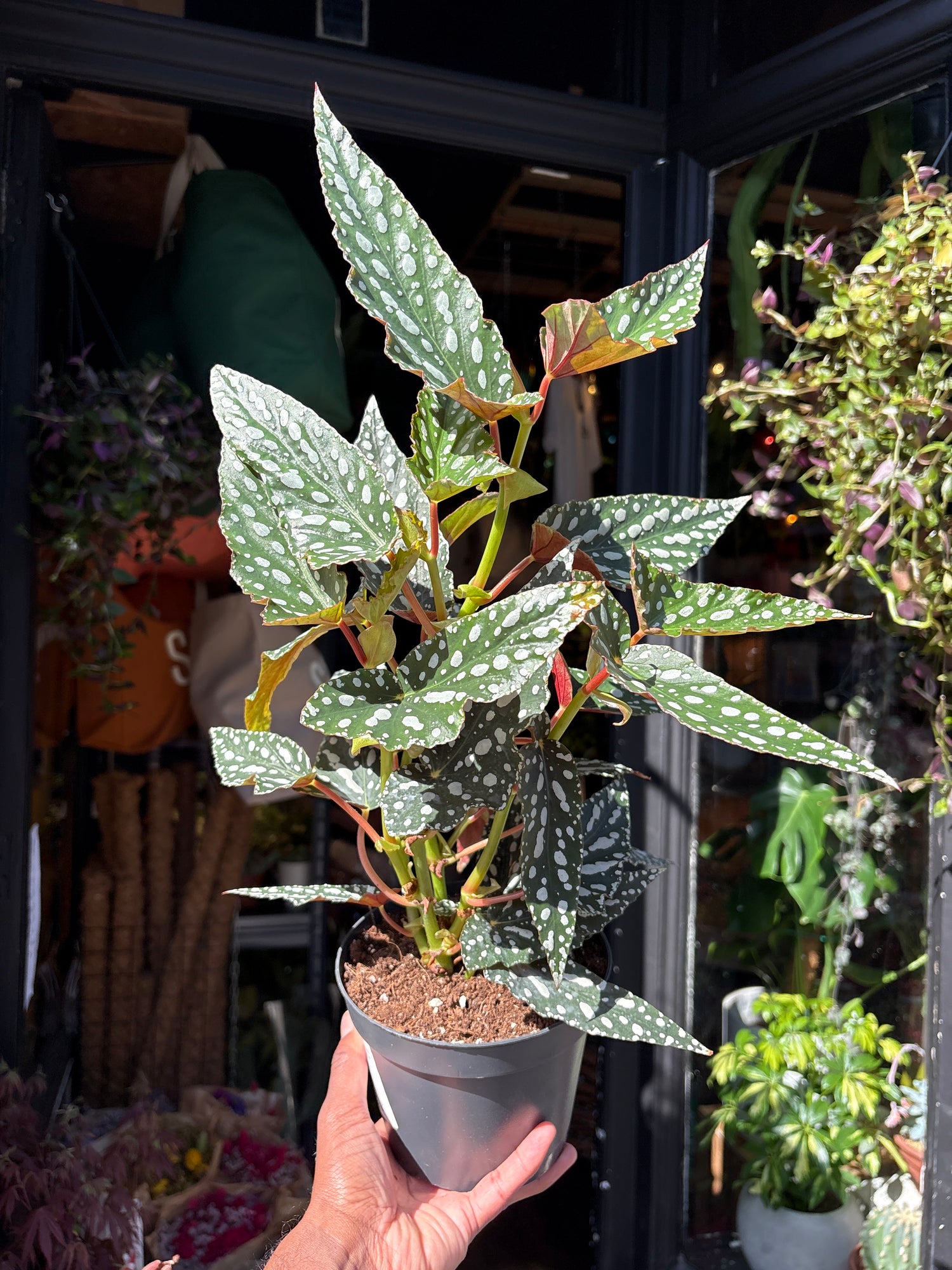 Begonia maculata ‘Spotlight Green’ houseplant outside Urban Tropicana plant shop in Chiswick, London
