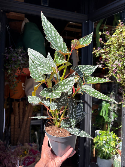Begonia maculata ‘Spotlight Green’ houseplant outside Urban Tropicana plant shop in Chiswick, London
