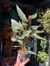 Begonia maculata ‘Spotlight Green’ houseplant outside Urban Tropicana plant shop in Chiswick, London
