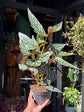 Begonia maculata ‘Spotlight Green’ houseplant outside Urban Tropicana plant shop in Chiswick, London