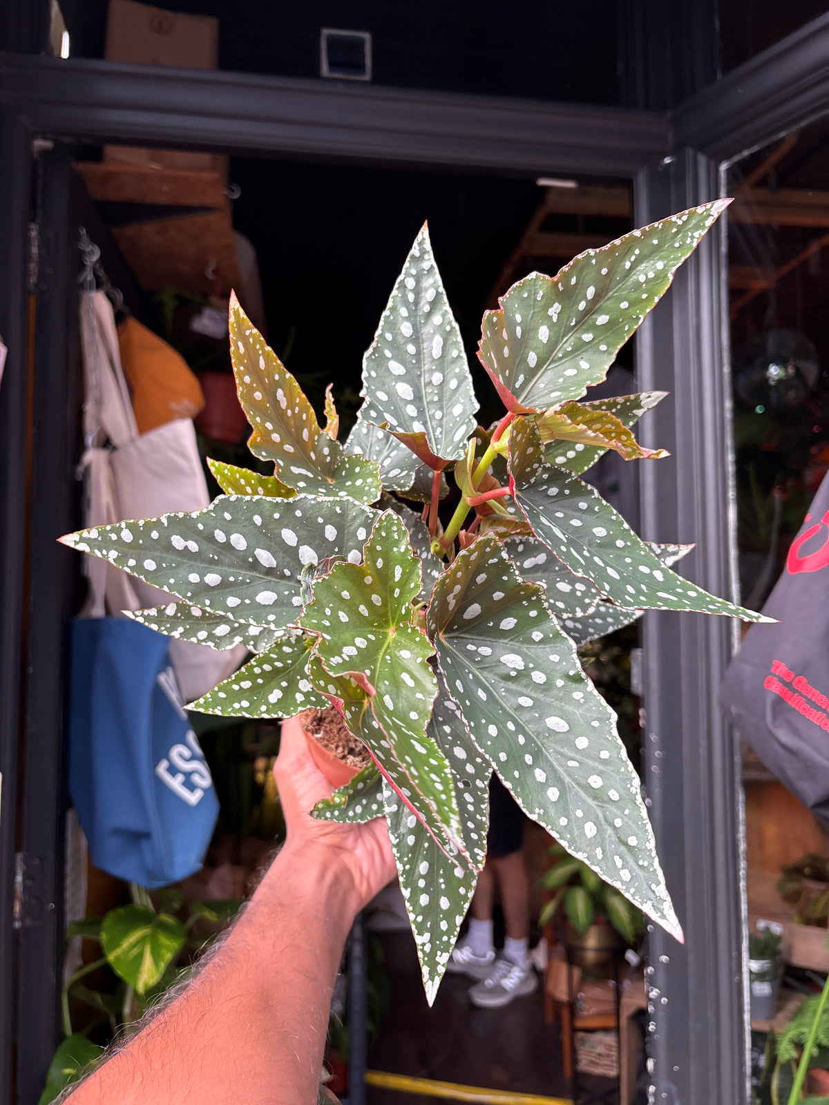 Begonia maculata ‘Spotlight Green’ houseplant in 12cm pot outside Urban Tropicana plant shop in Chiswick, London