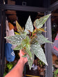Begonia maculata ‘Spotlight Green’ houseplant in 12cm pot outside Urban Tropicana plant shop in Chiswick, London