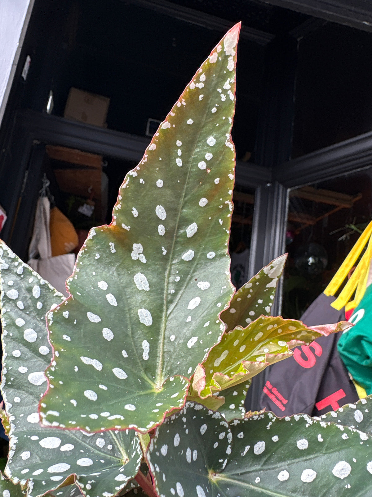 Begonia maculata ‘Spotlight Green’ houseplant in 12cm pot outside Urban Tropicana plant shop in Chiswick, London
