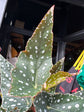 Begonia maculata ‘Spotlight Green’ houseplant in 12cm pot outside Urban Tropicana plant shop in Chiswick, London
