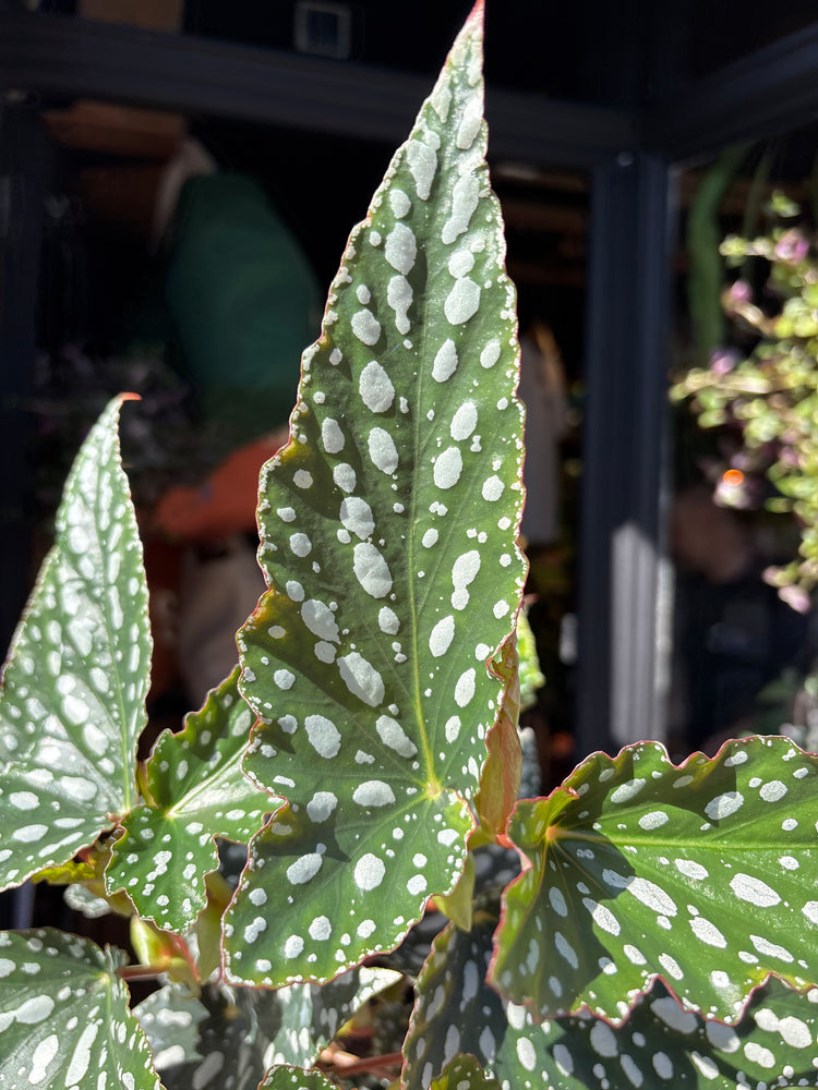Begonia maculata ‘Spotlight Green’ houseplant outside Urban Tropicana plant shop in Chiswick, London