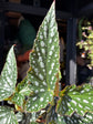 Begonia maculata ‘Spotlight Green’ houseplant outside Urban Tropicana plant shop in Chiswick, London