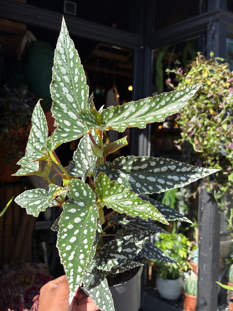 Begonia maculata ‘Spotlight Green’ houseplant outside Urban Tropicana plant shop in Chiswick, London