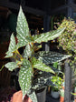 Begonia maculata ‘Spotlight Green’ houseplant outside Urban Tropicana plant shop in Chiswick, London