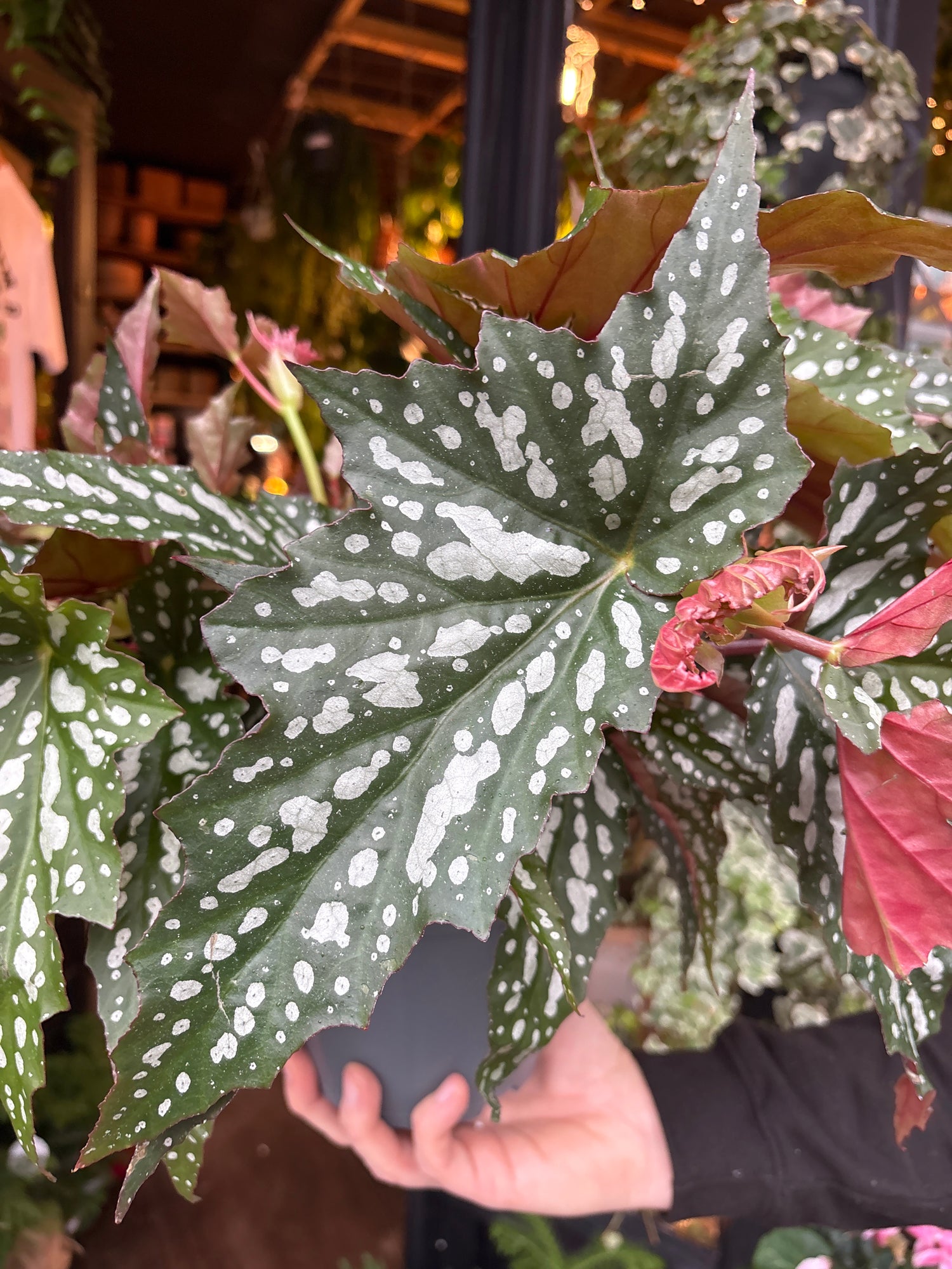 An Begonia Maculata in front of Urban Tropicana’s Plant Shop in Chiswick London