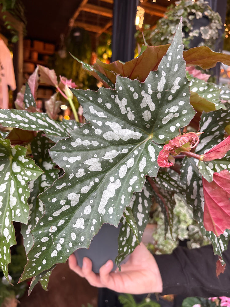 An Begonia Maculata in front of Urban Tropicana’s Plant Shop in Chiswick London
