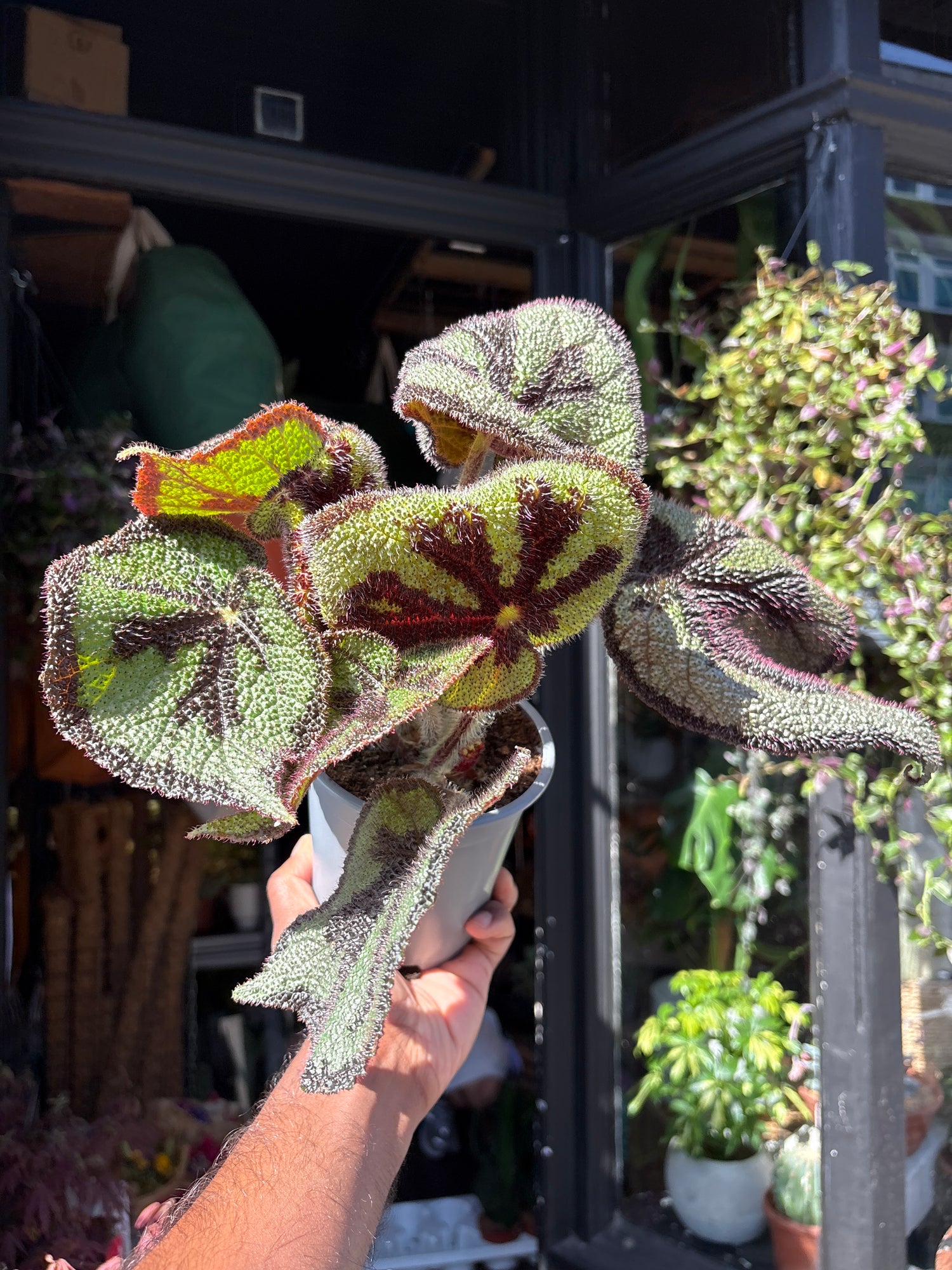 Begonia Masoniana houseplant outside Urban Tropicana plant shop in Chiswick, West London