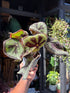 Begonia Masoniana houseplant outside Urban Tropicana plant shop in Chiswick, West London