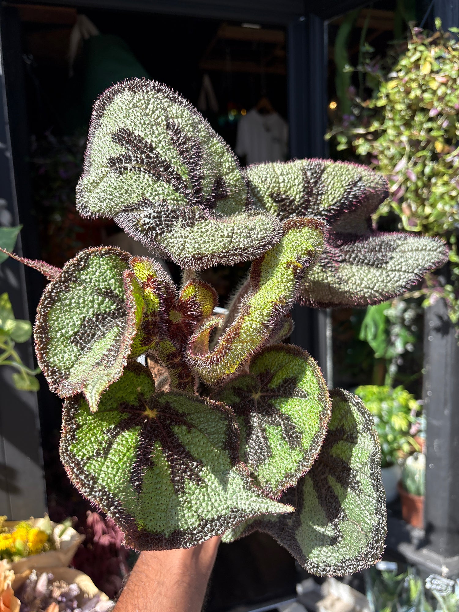 Begonia Masoniana houseplant outside Urban Tropicana plant shop in Chiswick, West London