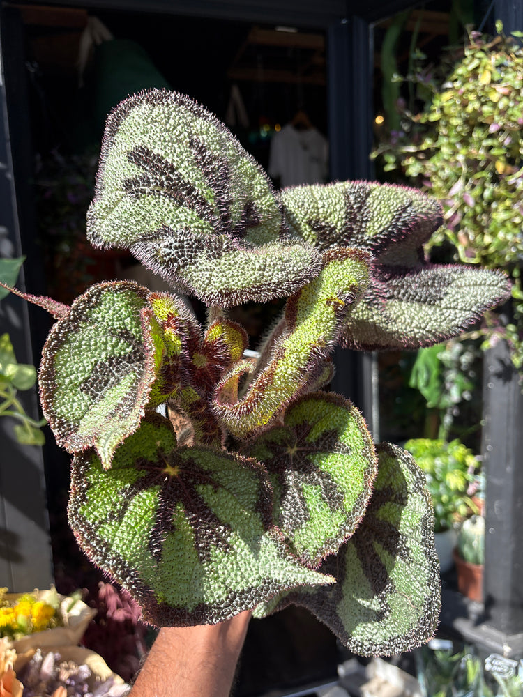Begonia Masoniana houseplant outside Urban Tropicana plant shop in Chiswick, West London