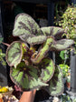 Begonia Masoniana houseplant outside Urban Tropicana plant shop in Chiswick, West London
