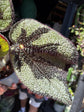 Begonia Masoniana houseplant outside Urban Tropicana plant shop in Chiswick, West London
