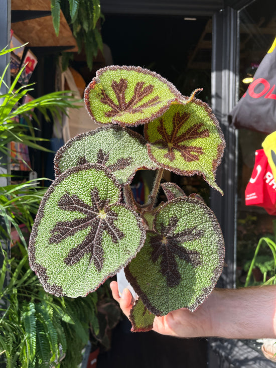 Begonia masoniana houseplant in 13cm pot outside Urban Tropicana plant shop in Chiswick, London