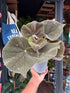 Begonia masoniana ‘River’ houseplant in 13cm pot outside Urban Tropicana plant shop in Chiswick, London
