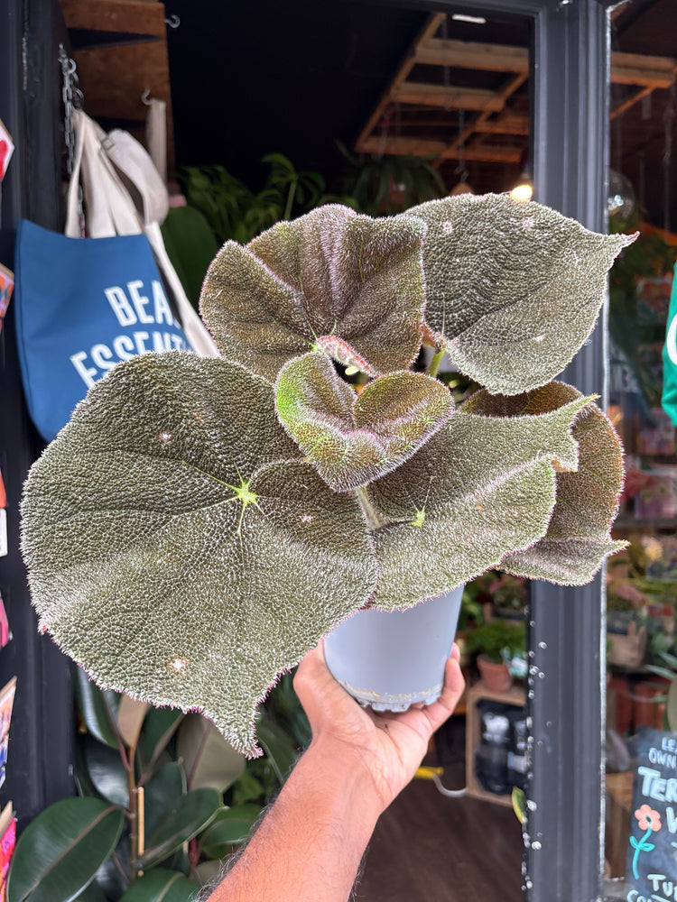 Begonia masoniana ‘River’ houseplant in 13cm pot outside Urban Tropicana plant shop in Chiswick, London