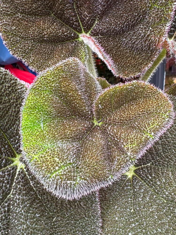 Begonia masoniana ‘River’ houseplant in 13cm pot outside Urban Tropicana plant shop in Chiswick, London