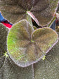 Begonia masoniana ‘River’ houseplant in 13cm pot outside Urban Tropicana plant shop in Chiswick, London
