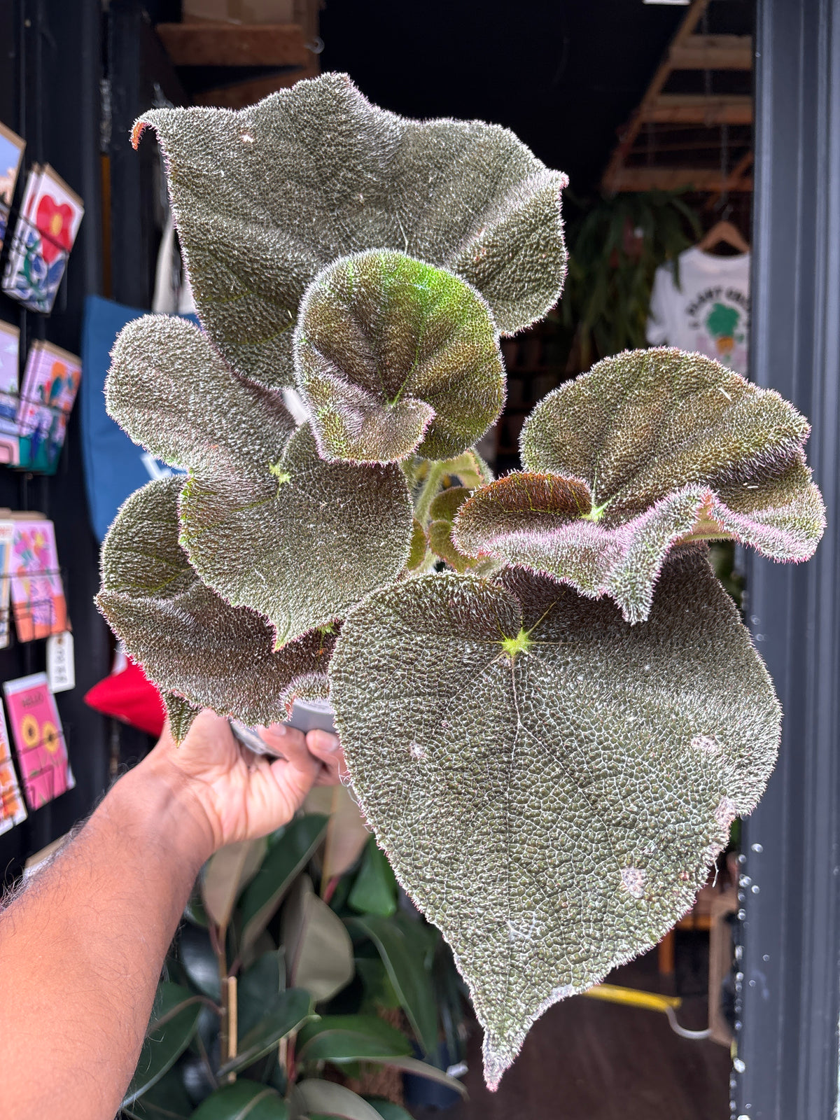 Begonia masoniana ‘River’ houseplant in 13cm pot outside Urban Tropicana plant shop in Chiswick, London