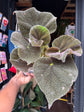 Begonia masoniana ‘River’ houseplant in 13cm pot outside Urban Tropicana plant shop in Chiswick, London