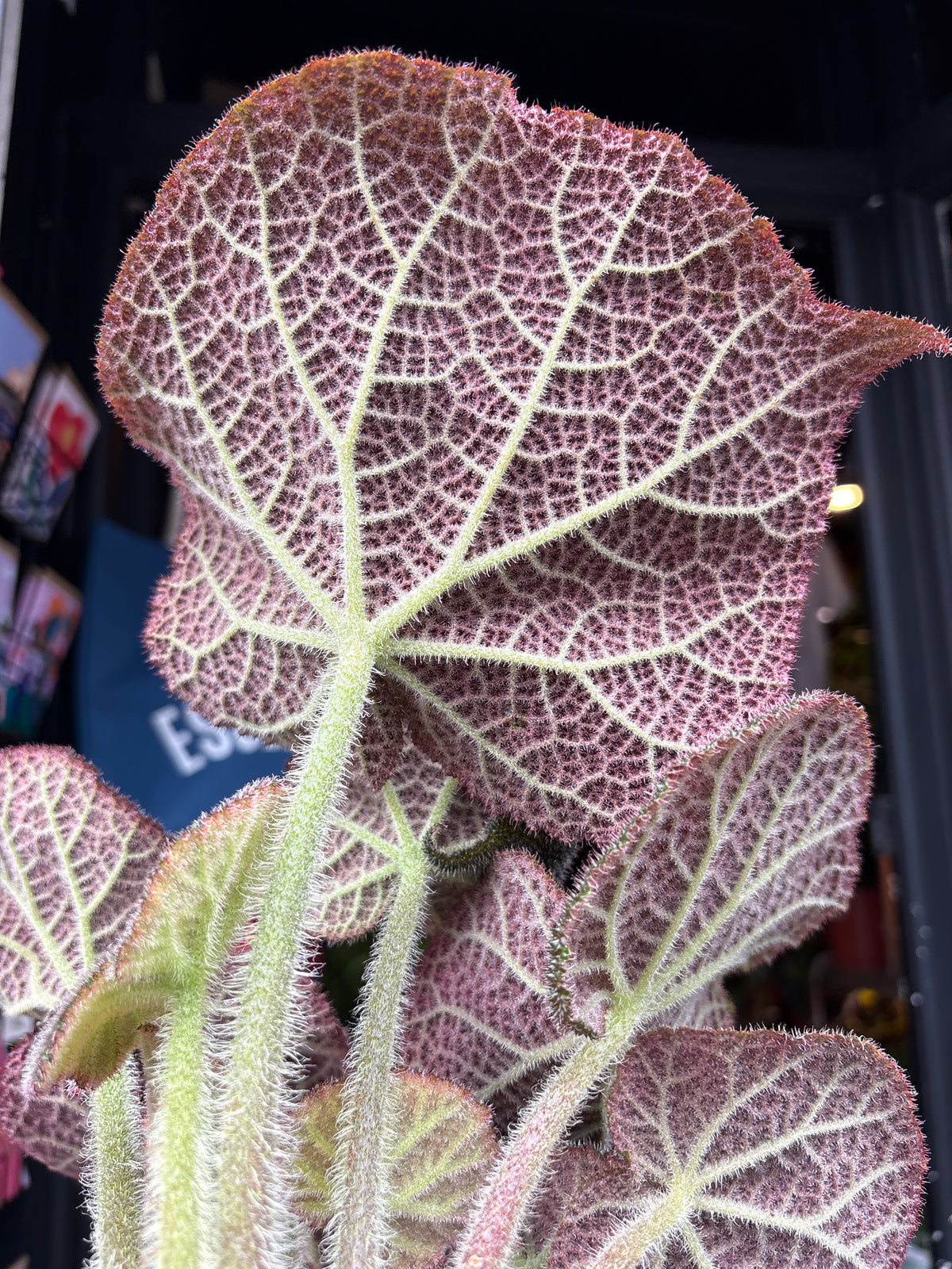 Begonia masoniana ‘River’ houseplant in 13cm pot outside Urban Tropicana plant shop in Chiswick, London