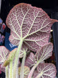 Begonia masoniana ‘River’ houseplant in 13cm pot outside Urban Tropicana plant shop in Chiswick, London