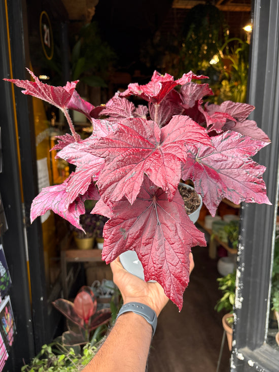 A Begonia Ruby Celebration plant in front of Urban Tropicana’s Plant Shop in Chiswick London