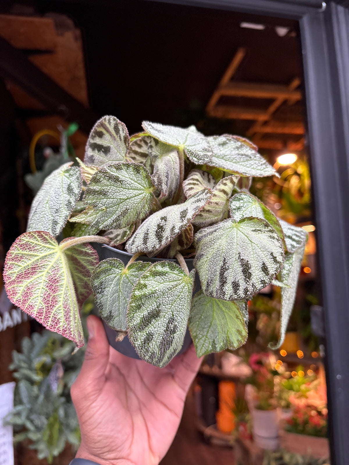 A Begonia Silver Jewel in front of Urban Tropicana’s Plant Shop in Chiswick London