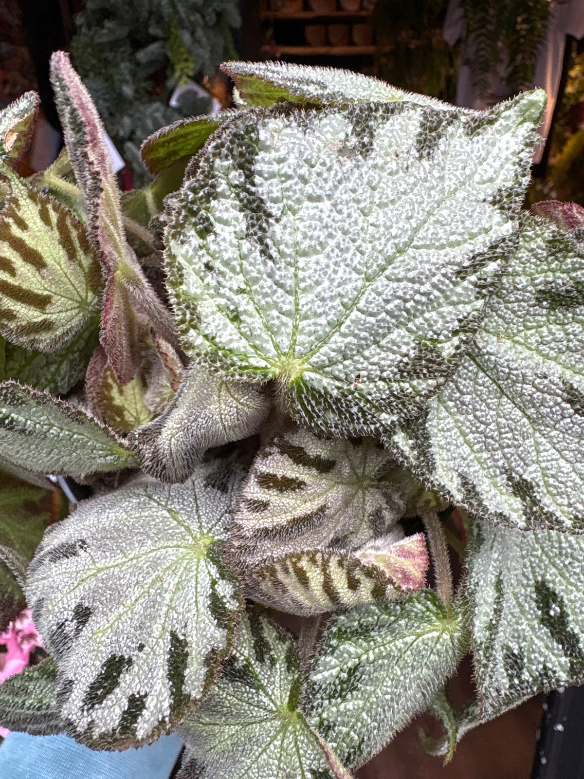 A Begonia Silver Jewel in front of Urban Tropicana’s Plant Shop in Chiswick London