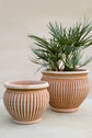 Bergs Potter | Piccolina | Rosa Pot