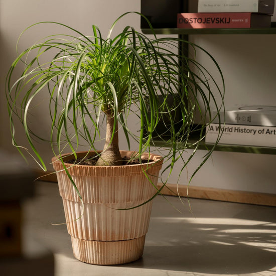 A Bergs Potter Atlas Rosa Pot & Saucer from Urban Tropicana’s plant shop in Chiswick London