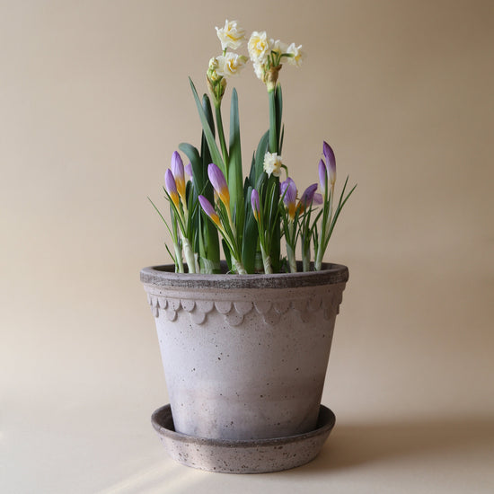 A Bergs Potter Copenhagen Grey Pot & Saucer from Urban Tropicana’s plant shop in Chiswick London